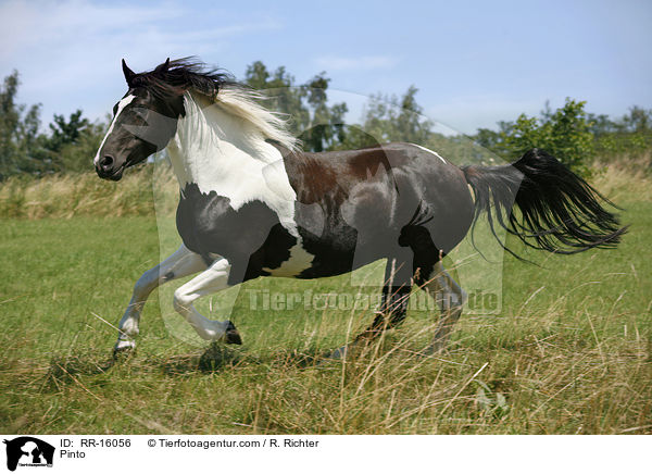 Pinto / Pinto / RR-16056