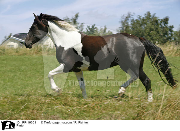 Pinto / Pinto / RR-16061