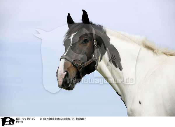 Pinto / Pinto / RR-16150