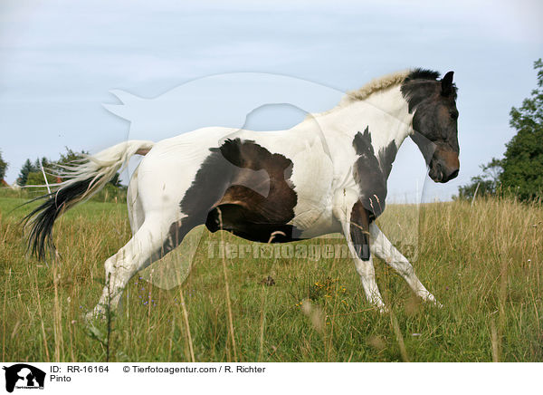 Pinto / Pinto / RR-16164