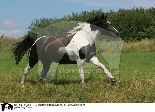 galloping Pinto / SS-11053