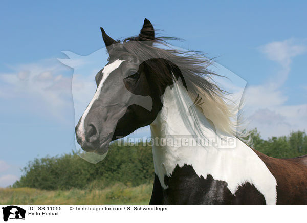 Rappschecke Portrait / Pinto Portrait / SS-11055