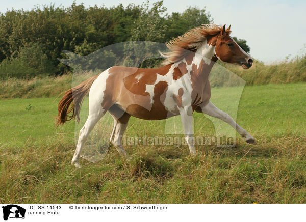 rennender Pinto / running Pinto / SS-11543