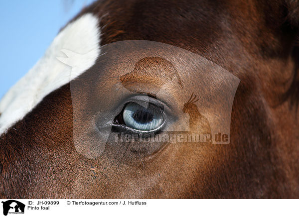 Pinto Fohlen / Pinto foal / JH-09899
