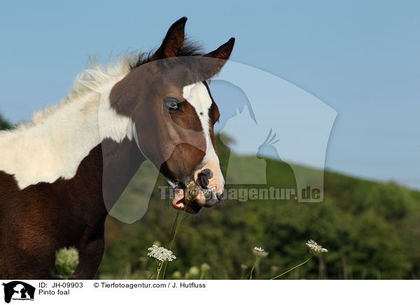 Pinto Fohlen / Pinto foal / JH-09903
