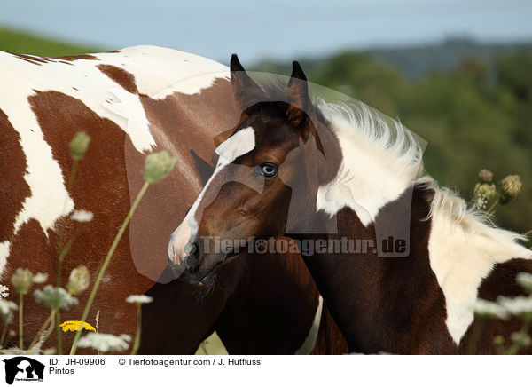 Pintos / JH-09906
