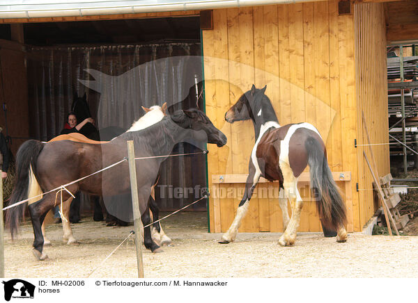 Pferde / horses / MH-02006