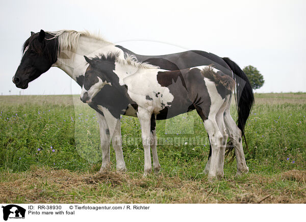 Pinto Stute mit Fohlen / Pinto mare with foal / RR-38930