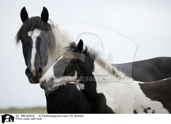 Pinto mare with foal / RR-38934