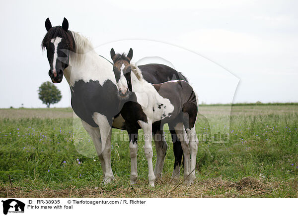 Pinto mare with foal / RR-38935