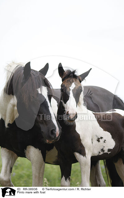 Pinto mare with foal / RR-38936