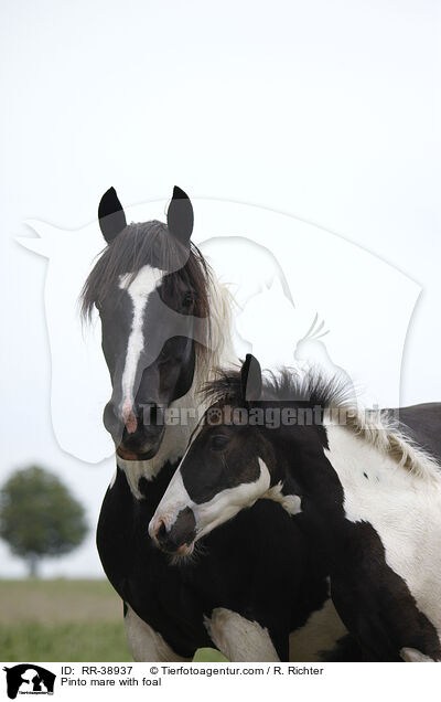 Pinto mare with foal / RR-38937