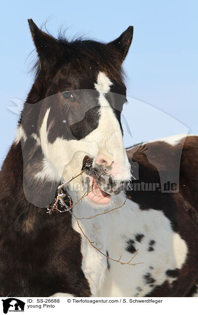 young Pinto / SS-26688