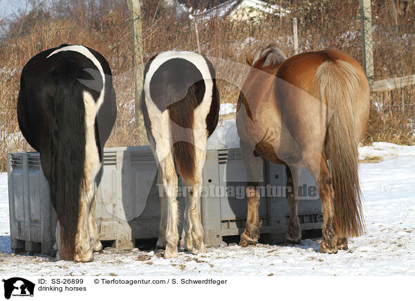 Pferde an der Trnke / drinking horses / SS-26899