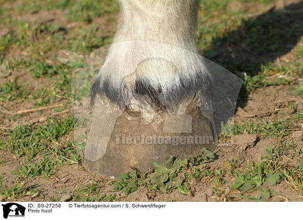 Pinto Huf / Pinto hoof / SS-27258