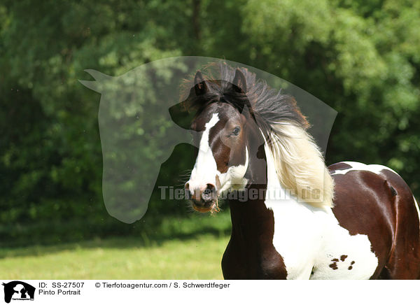 Pinto Portrait / Pinto Portrait / SS-27507