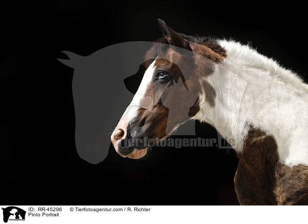 Pinto Portrait / RR-45296