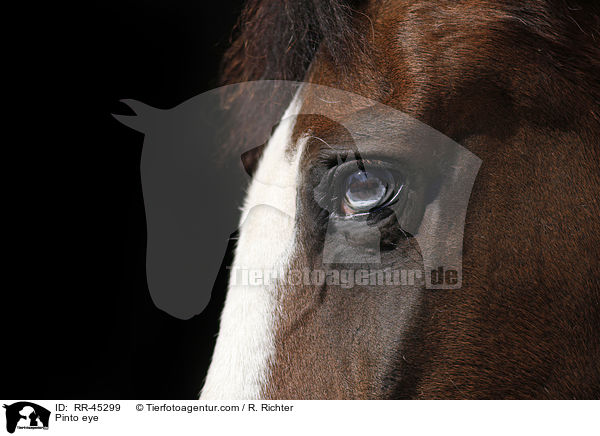 Pinto eye / RR-45299