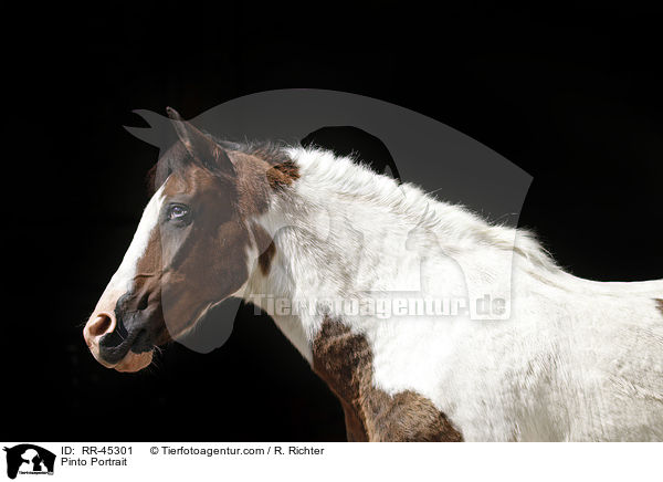Pinto Portrait / RR-45301