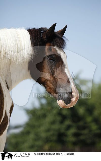 Pinto Portrait / RR-45330