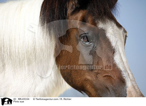 Pinto eye / RR-45334