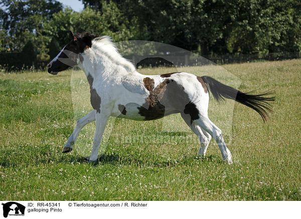 galloping Pinto / RR-45341