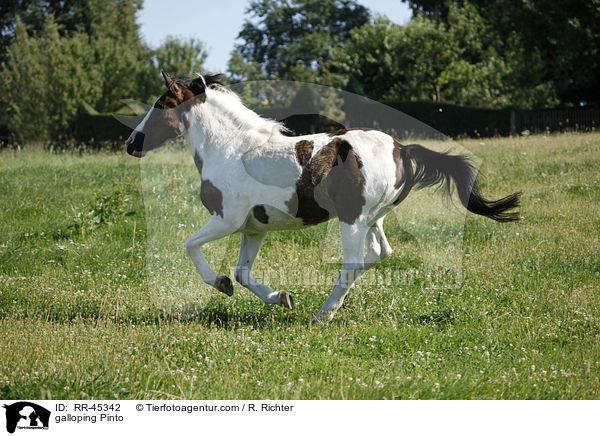galoppierender Pinto / galloping Pinto / RR-45342