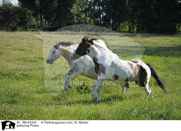 galloping Pintos / RR-45343