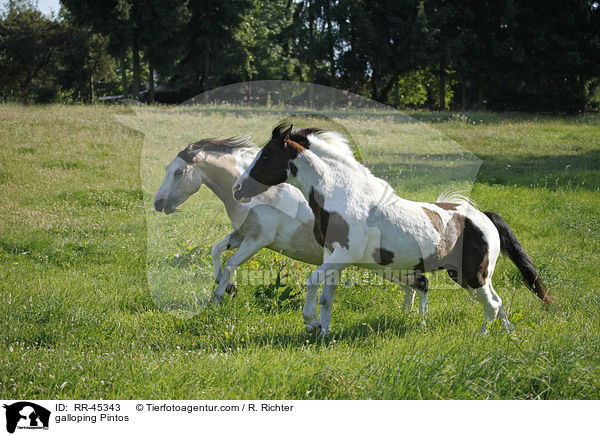 galoppierende Pintos / galloping Pintos / RR-45343