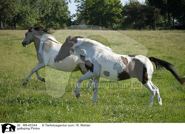 galloping Pintos / RR-45344