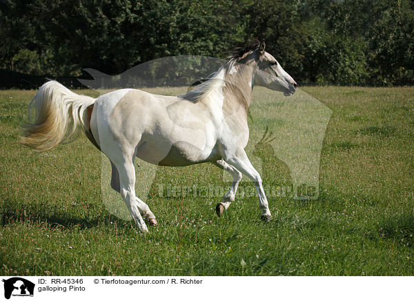 galloping Pinto / RR-45346