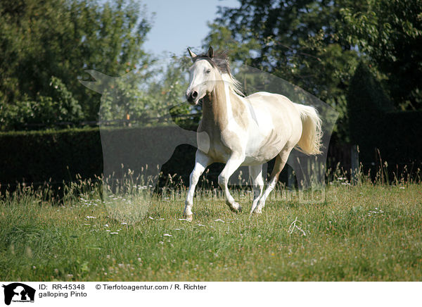 galloping Pinto / RR-45348