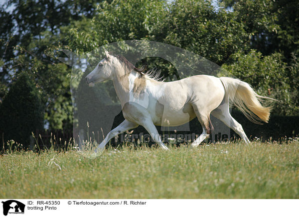 trabender Pinto / trotting Pinto / RR-45350
