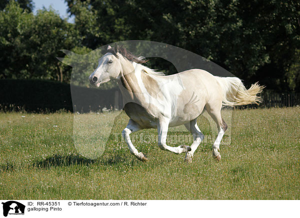 galloping Pinto / RR-45351