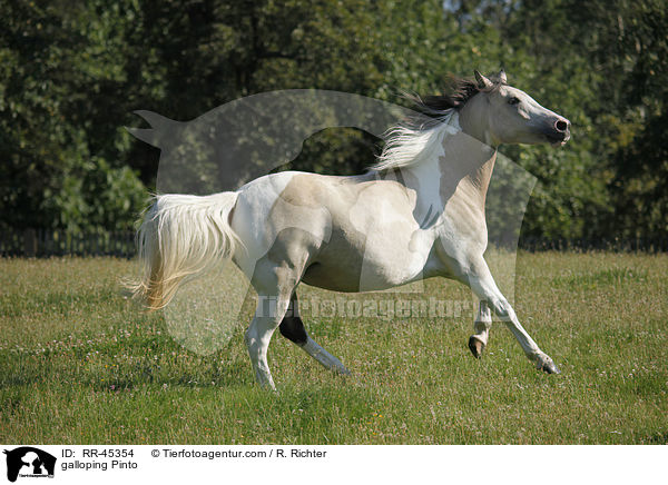 galloping Pinto / RR-45354