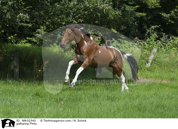 galloping Pinto / NN-02340