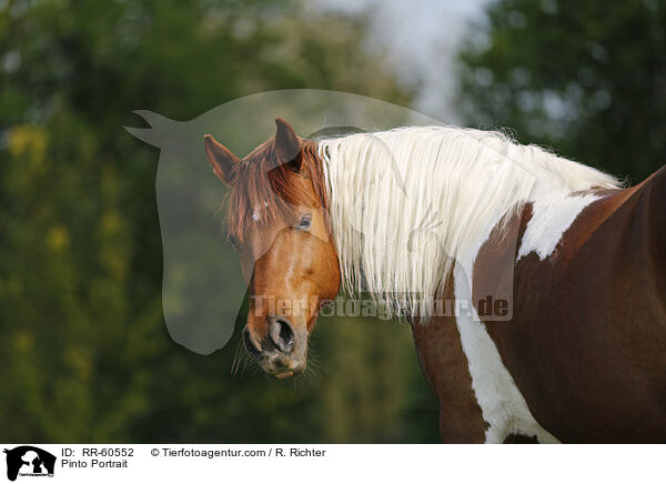Pinto Portrait / Pinto Portrait / RR-60552