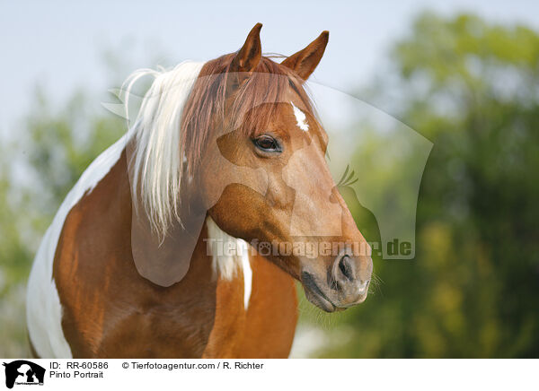 Pinto Portrait / Pinto Portrait / RR-60586