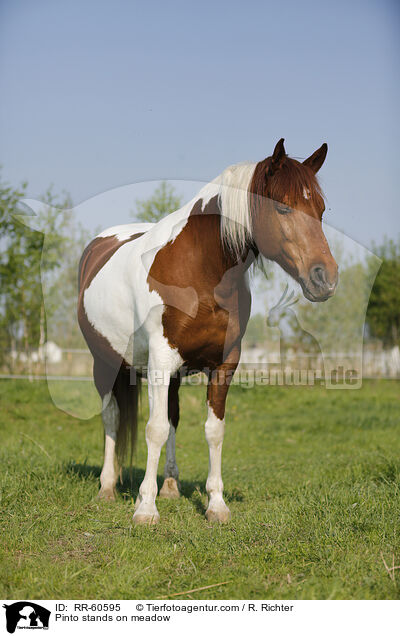 Pinto steht auf der Weide / Pinto stands on meadow / RR-60595