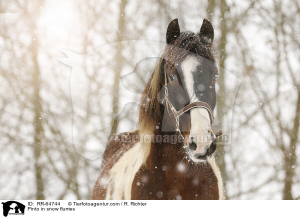 Pinto in snow flurries / RR-64744