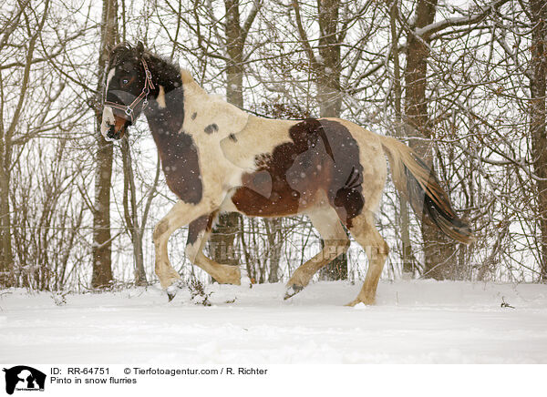 Pinto im Schneegestber / Pinto in snow flurries / RR-64751