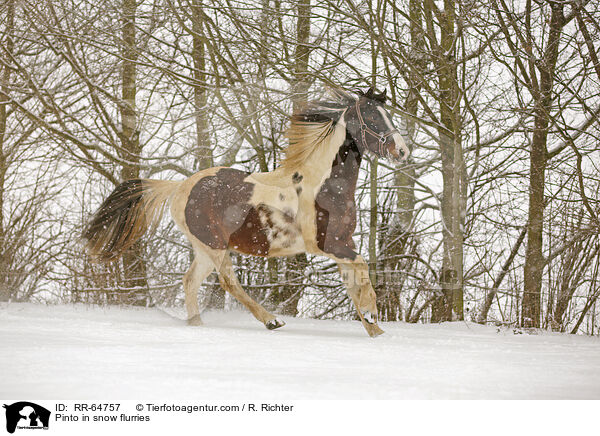 Pinto im Schneegestber / Pinto in snow flurries / RR-64757