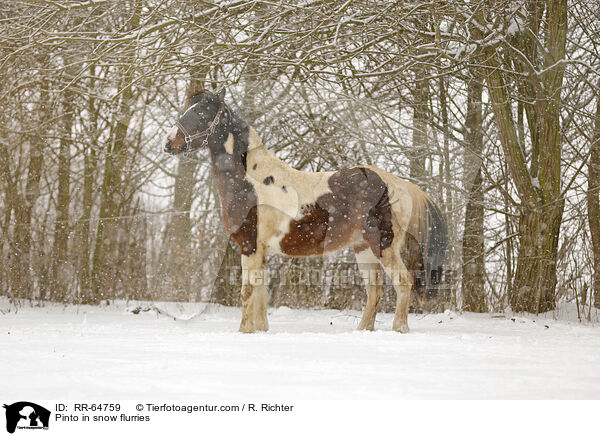 Pinto im Schneegestber / Pinto in snow flurries / RR-64759