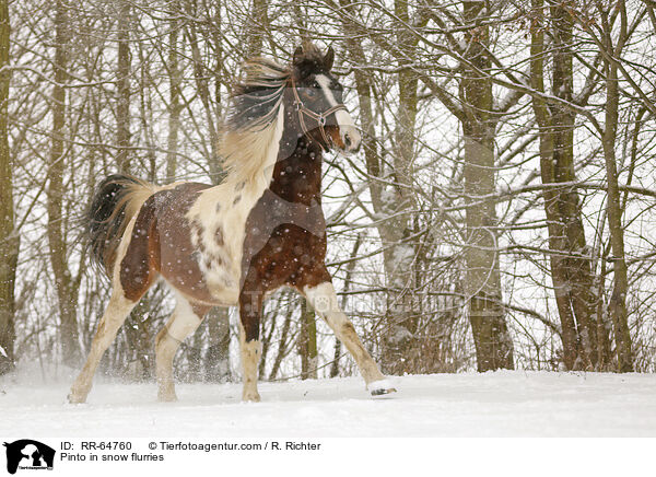Pinto in snow flurries / RR-64760