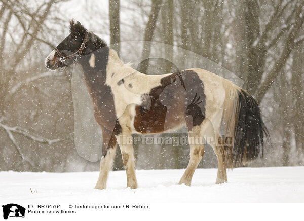 Pinto in snow flurries / RR-64764