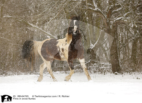 Pinto im Schneegestber / Pinto in snow flurries / RR-64765