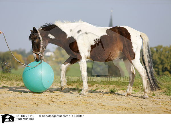Pinto mit Ball / Pinto with ball / RR-73143