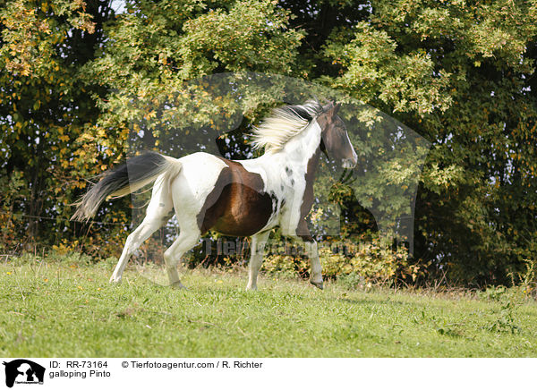 galoppierender Pinto / galloping Pinto / RR-73164