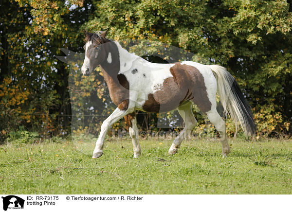 trabender Pinto / trotting Pinto / RR-73175