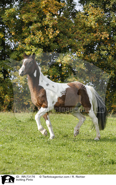 trabender Pinto / trotting Pinto / RR-73176